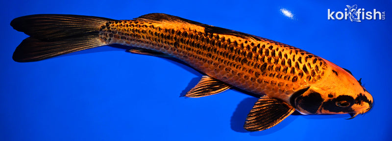 Black Koi Fish for Sale | Koi Fish USA – Page 4