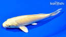 5.75" YAMABUKI OGON