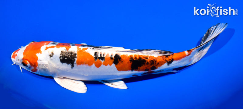 10.75" HEISEI NISHIKI