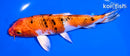 6.75" YAMATO NISHIKI