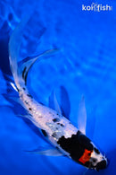 7.5" GINRIN BENI MATSUKAWABAKE BUTTERFLY