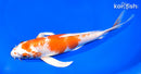 9.25" HARIWAKE BUTTERFLY
