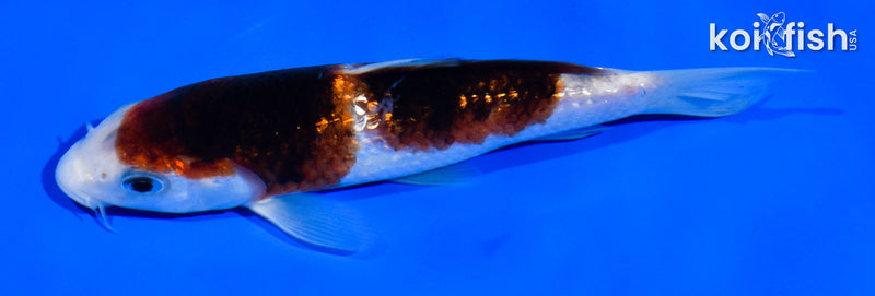 5.5" GINRIN GOROMO
