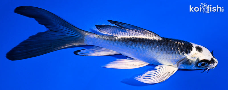 5.5" GIN MATSUBA BUTTERFLY