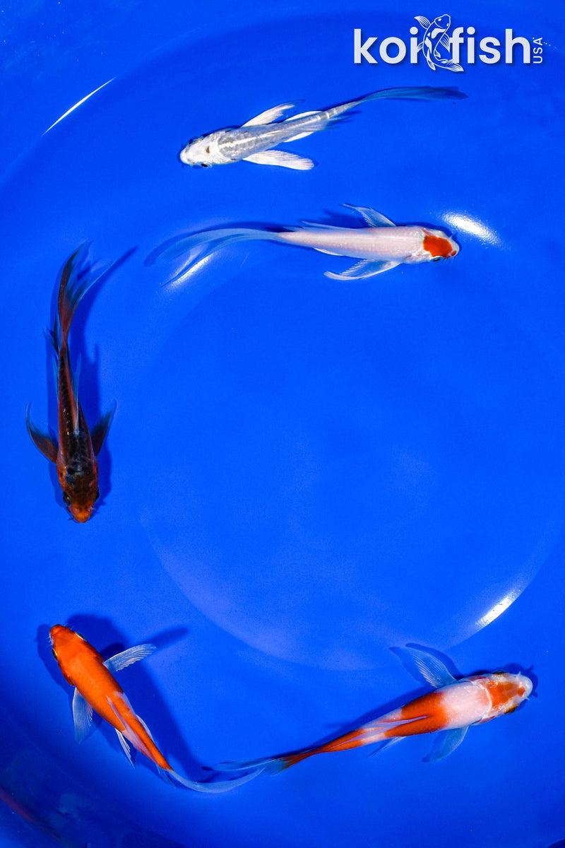 PACK OF (5) 3-4" BUTTERFLY KOI