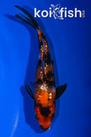 5" GINRIN SHOWA