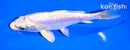 5.5" DOITSU PLATINUM OGON