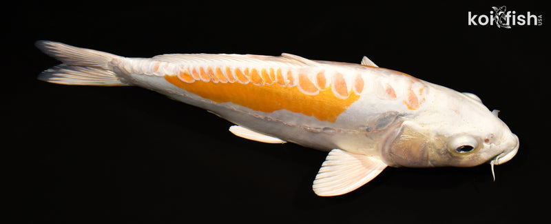 15.25" KIKUSUI
