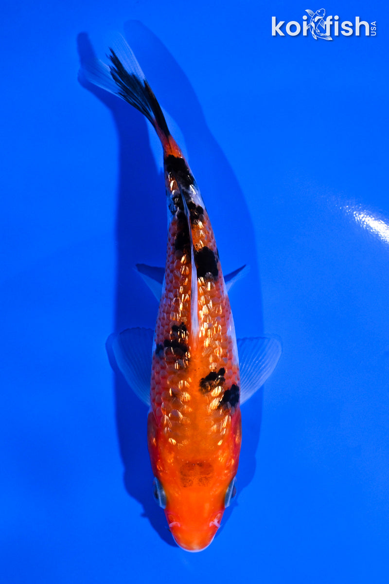 5.25" GINRIN SANKE