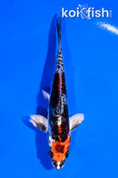4.5" BENI KIKOKURYU