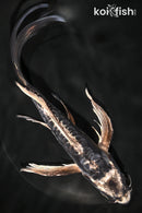 8.25" KIKOKURYU BUTTERFLY