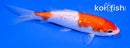 5" GINRIN KUCHIBENI KOHAKU