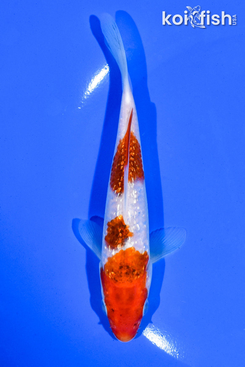 5.5" GINRIN GOROMO
