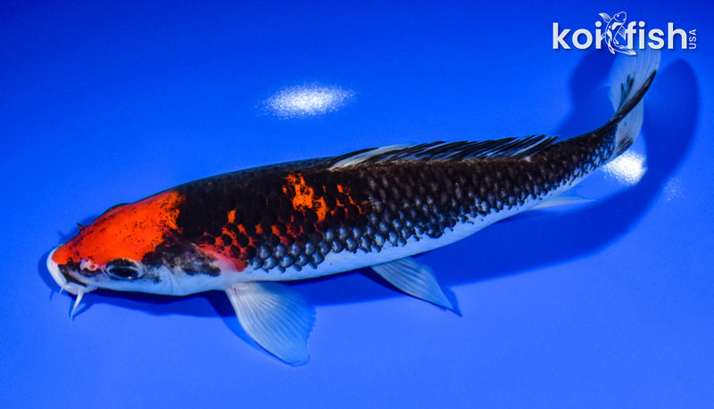 7.75" GOSHIKI