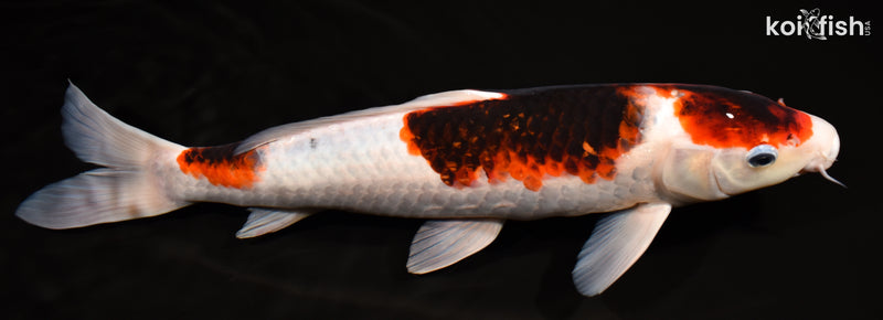 15.5" GOROMO