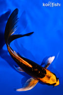 5.25" GINRIN ORENJI MATSUBA BUTTERFLY