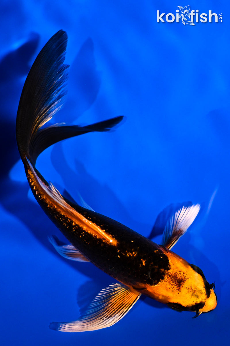 5.25" GINRIN ORENJI MATSUBA BUTTERFLY