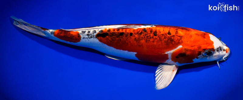 14" BENI KIKOKURYU
