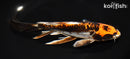 8.75" BENI KIKOKURYU BUTTERFLY