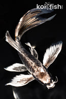 9.75" KIKOKURYU BUTTERFLY