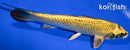 6.75" KIN KI MATSUBA