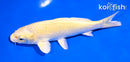 5.5" YAMABUKI OGON