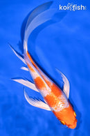 8.25" HARIWAKE BUTTERFLY