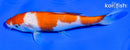 6" KOHAKU