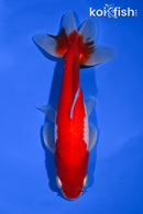 6" WAKIN GOLDFISH