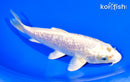 7" GINRIN HARIWAKE