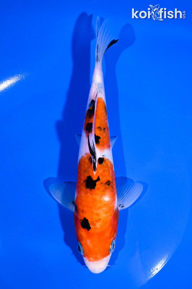 6.75"