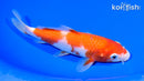 6.25" KOHAKU