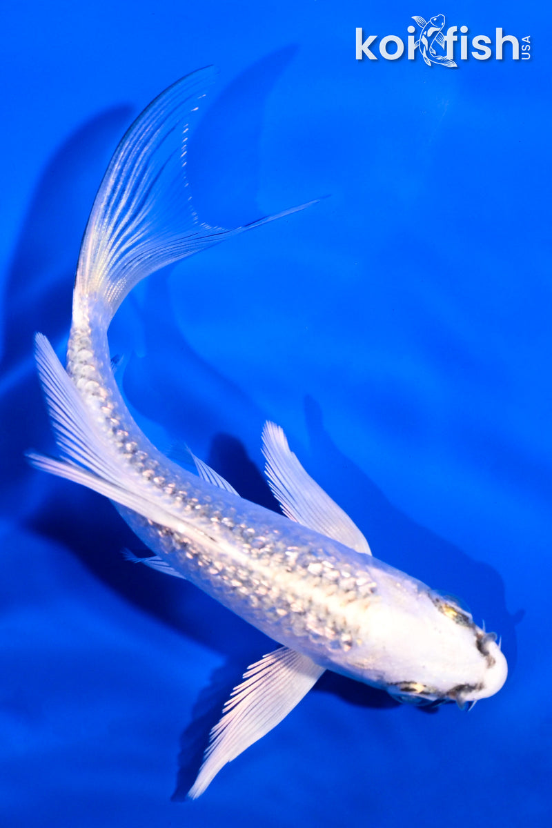 4.75" GINRIN GIN MATSUBA BUTTERFLY