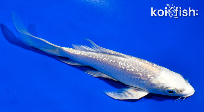 5.5" GINRIN PLATINUM OGON BUTTERFLY