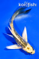 4.5" GINRIN KI MATSUBA BUTTERFLY