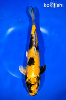 11.75" KIN KI UTSURI