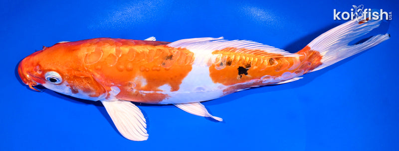 11.5" HEISEI NISHIKI