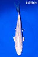 6.5" PLATINUM OGON