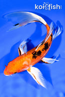 9.5" DOITSU ORENJI BEKKO BUTTERFLY