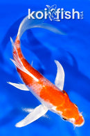 5.75" HARIWAKE BUTTERFLY