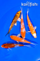 PACK OF (5) 4-4.75" STANDARD KOI