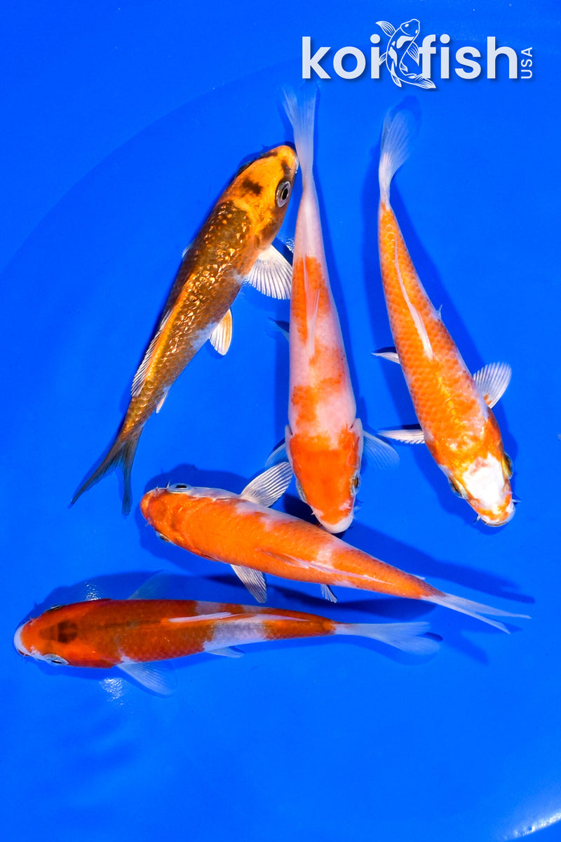 PACK OF (5) 4-4.75" STANDARD KOI