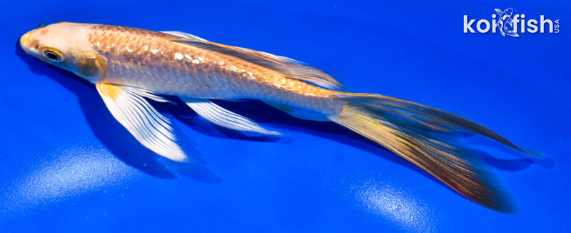 6.5" GINRIN ORENJI OGON BUTTERFLY