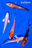 PACK OF (5) 4-5" STANDARD KOI