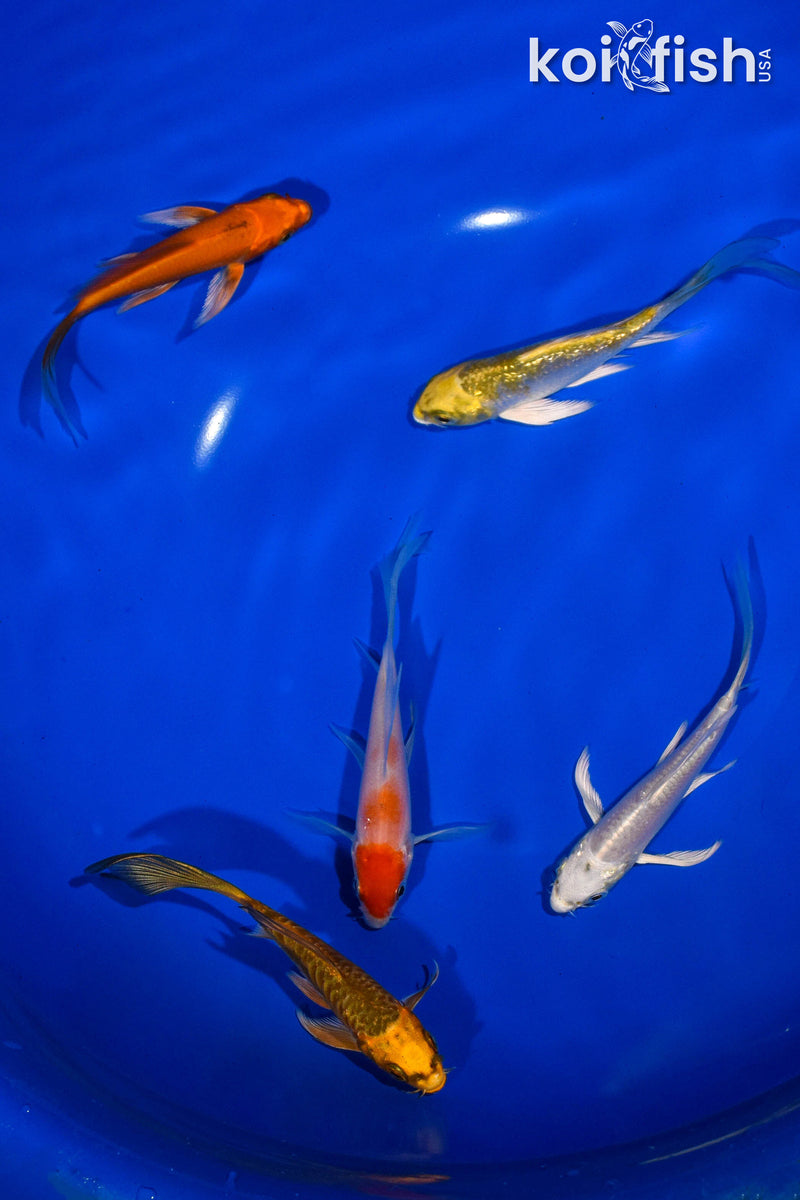 PACK OF (5) 3-4" BUTTERFLY KOI