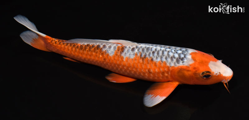 12.75" HI ASAGI