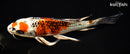 10.75" KUJAKU BUTTERFLY
