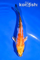 4" KIN SHOWA