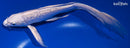 8.75" GINRIN PLATINUM OGON BUTTERFLY