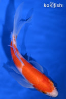 6.5" KOHAKU BUTTERFLY